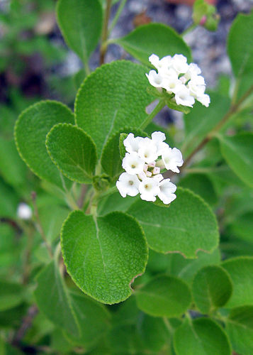 Lantana involucrata